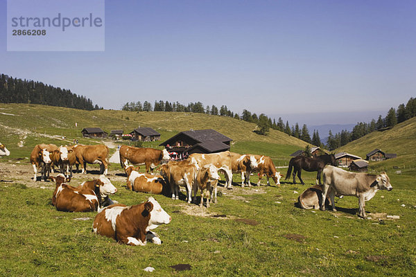 Austria  Cattle herd on mountain pasture