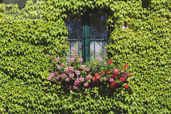 Austria  Facade with window  ivy and flower