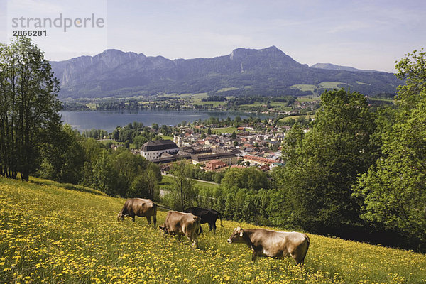 Austria  Mondsee village and lake  cattle in foreground