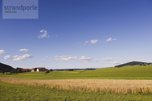 Österreich  Salzkammergut  Irrsee  Landschaft  blauer Himmel und Wolken