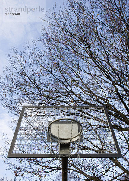 Basketballkorb  Äste im Hintergrund  Blickwinkel niedrig
