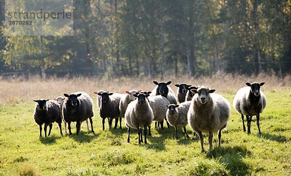 Schafe in einer Weide Schweden.