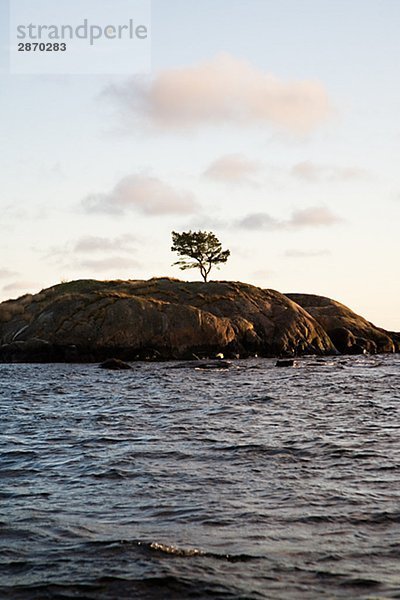 Ein Bäumchen auf einer kleinen Insel Schweden.