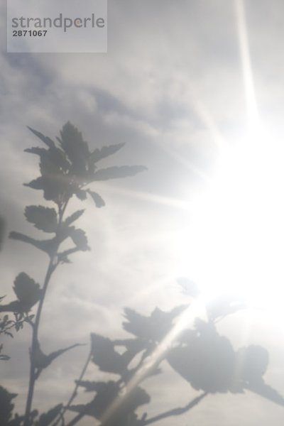 Pflanzen gegen eine hazy Sonnenlicht im Morgengrauen Sverige.