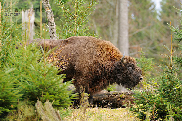 Europäische Bison (Bison Bonasus) im Wald  Nationalpark Bayerischer Wald  Bayern  Deutschland