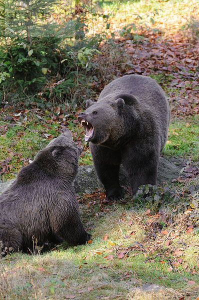 Zwei Braunbären (Ursus Arctos) kämpfen im Wald  Nationalpark Bayerischer Wald  Bayern  Deutschland