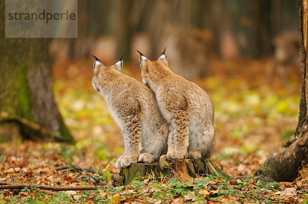 Zwei Bobcats (Lynx Rufus) sitzen im Wald  Nationalpark Bayerischer Wald  Bayern  Deutschland