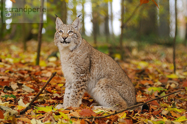 Rotluchs (Lynx Rufus) sitzen im Wald  Nationalpark Bayerischer Wald  Bayern  Deutschland
