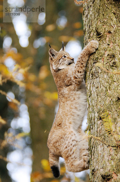 Rotluchs (Lynx Rufus) klettern Baum im Wald  Nationalpark Bayerischer Wald  Bayern  Deutschland
