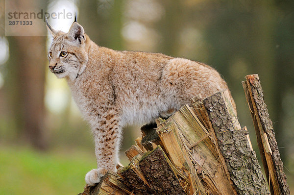 Nahaufnahme der Rotluchs (Lynx Rufus) stehend auf Baumstumpf im Wald  Nationalpark Bayerischer Wald  Bayern  Deutschland