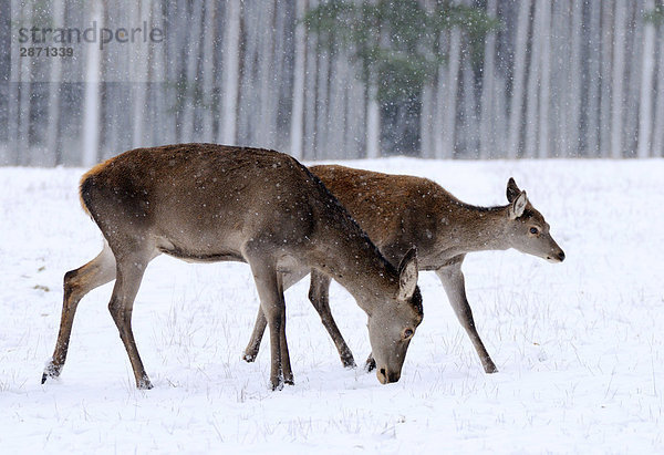 Zwei Red Deer (Cervus Elaphus) im Wald  Franken  Bayern  Deutschland