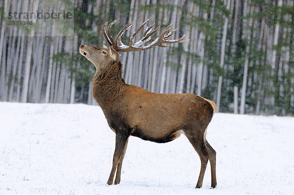 Rothirsch (Cervus Elaphus) stehend auf polar Landschaft im Wald  Franken  Bayern  Deutschland