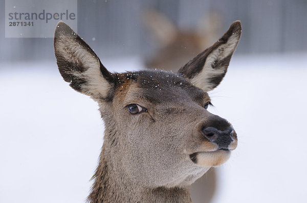 Nahaufnahme of Red Deer (Cervus Elaphus)  Franken  Bayern  Deutschland