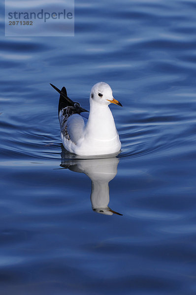Nahaufnahme Black-headed Gull (Larus Ridibundus) schwimmt auf Wasser  München  Bayern  Deutschland