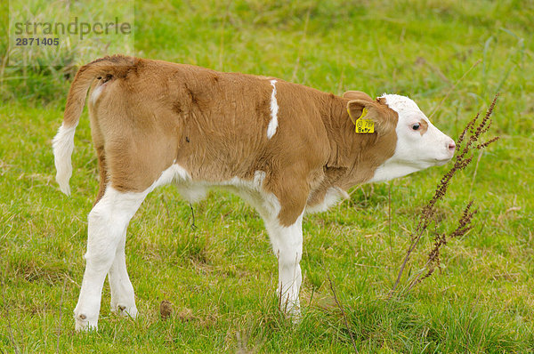 Cow's Calf im Feld  Franken  Bayern  Deutschland