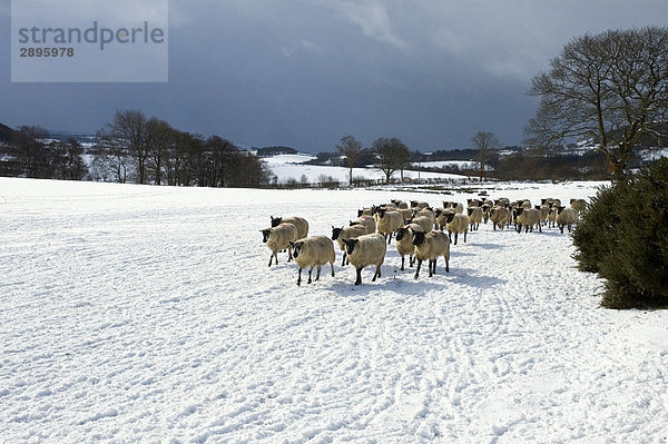 Schafsherde im Winter  UK  Wales  Powys