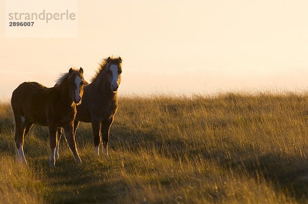 Welsh Pony  Brecon Beacons Nationalpark  Mid Wales  Powys  UK