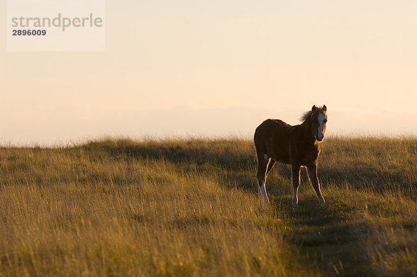 Welsh Pony  Brecon Beacons Nationalpark  Mid Wales  Powys  UK