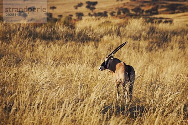 Gemsbok (Oryx gazella)  NamibRand Naturschutzgebiet  Namibia