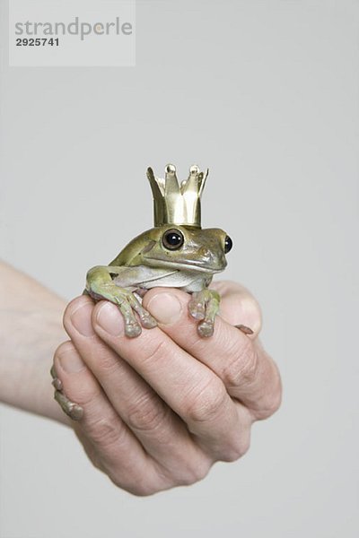 Ein Frosch mit Krone  Studioaufnahme
