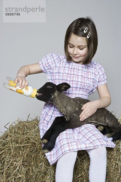 Ein Mädchen füttert ein schwarzes Lamm  Studioaufnahme