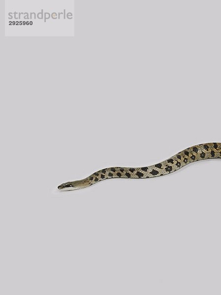 Eine Pythonschlange