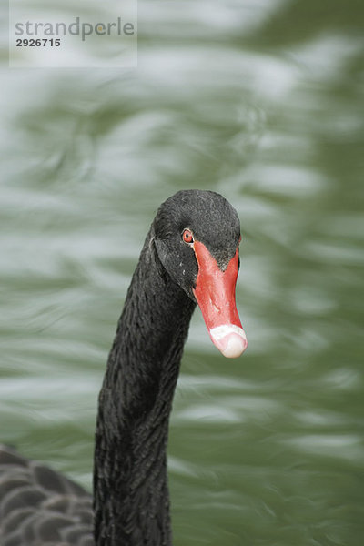 Schwarzer Schwan im Teich  Nahaufnahme