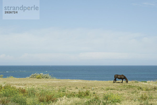 Pferdeweiden in der Küstenlandschaft