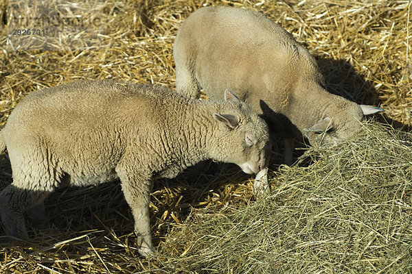 Schafe fressen Heu