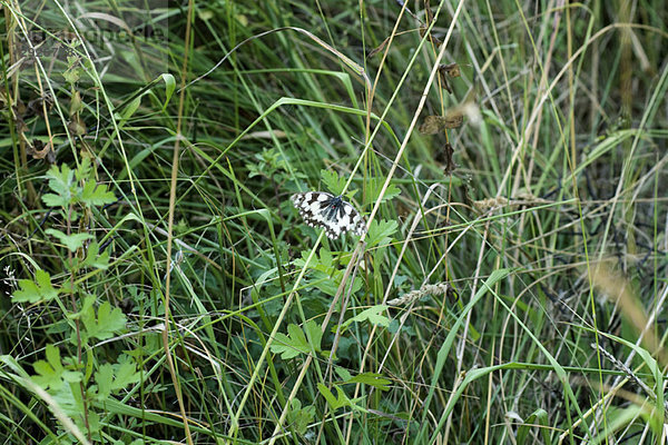 Schwarz-weißer Schmetterling im hohen Gras