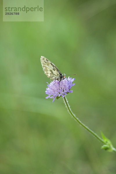 Schmetterling auf Scabiosa-Blume