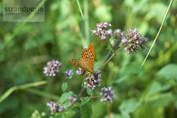 Orangener Schmetterling auf blühender Pflanze