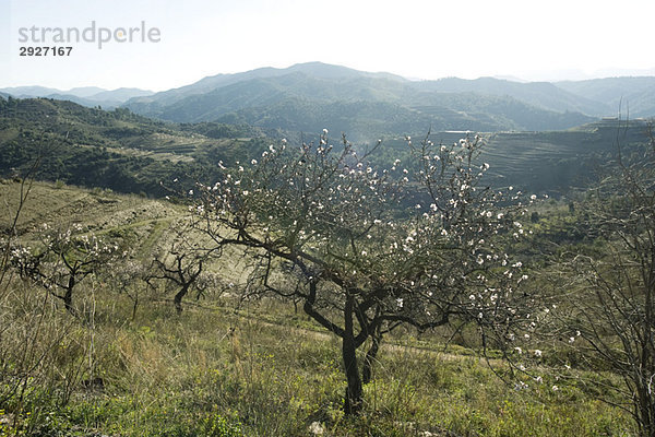 Obstbaum in Blüte auf dem Lande  Berge im Hintergrund