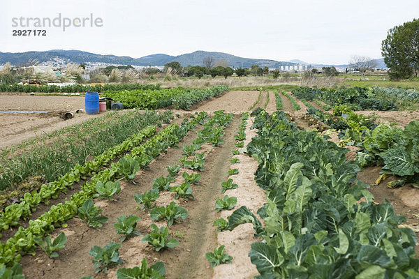 Vielfalt des Gemüseanbaus auf dem Feld