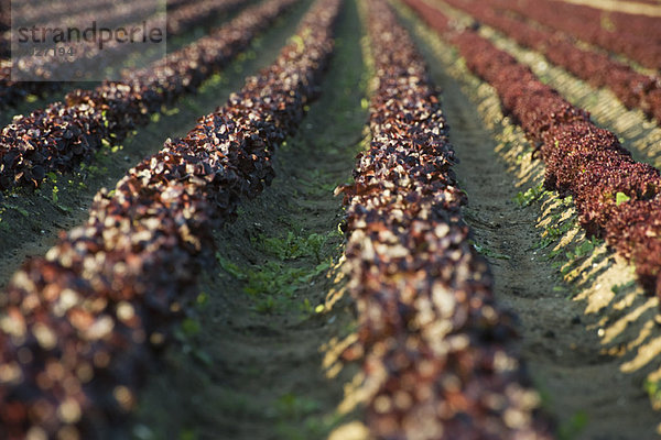 Merlot-Salatfeld in geraden Reihen gepflanzt