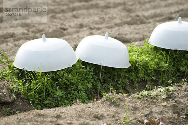 Frisee-Salat-Reihe bedeckt