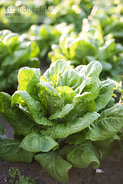 Zichorienanbau im Gemüsegarten