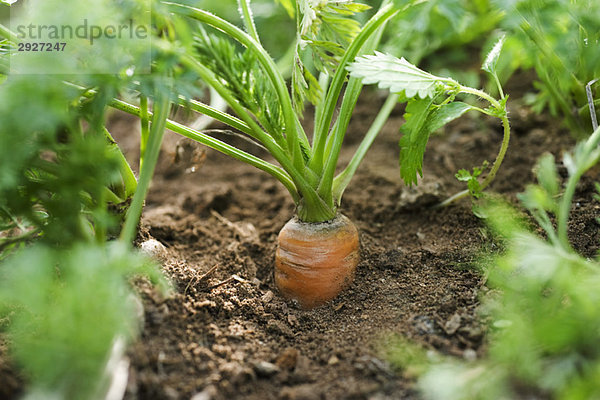 Karottenanbau im Gemüsegarten