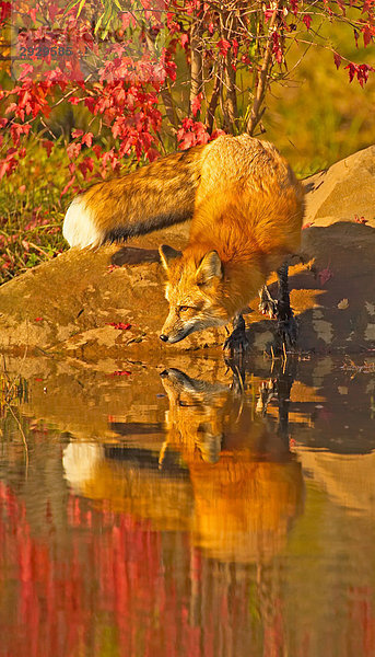 Fox ständigen Teich im Herbst Szene