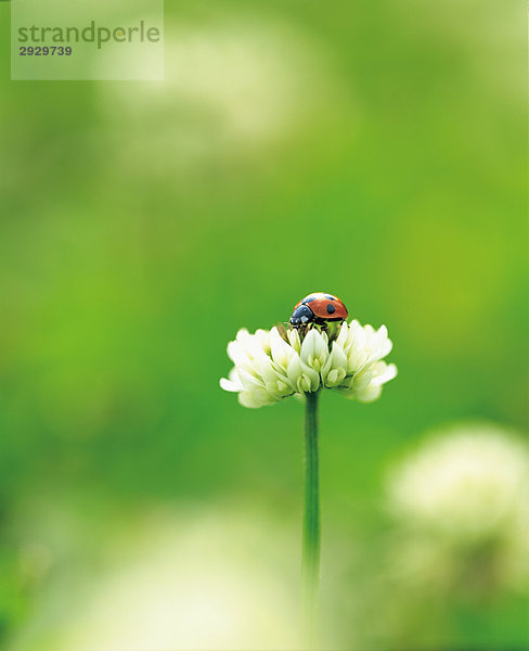 Ladybird über wilde Blume
