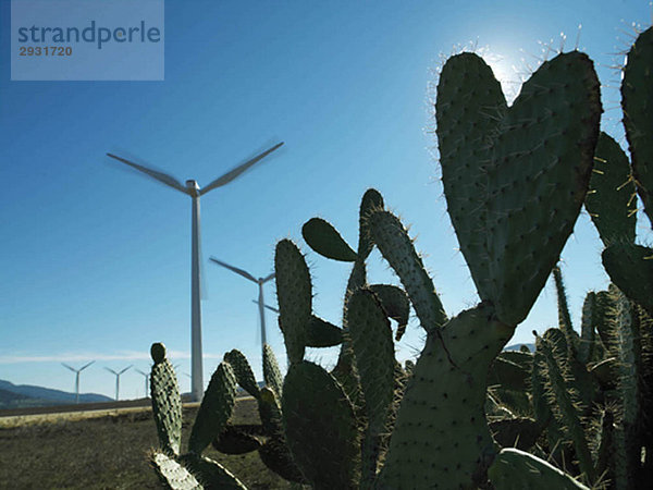 Windkraftanlagen mit Kaktus im Vordergrund