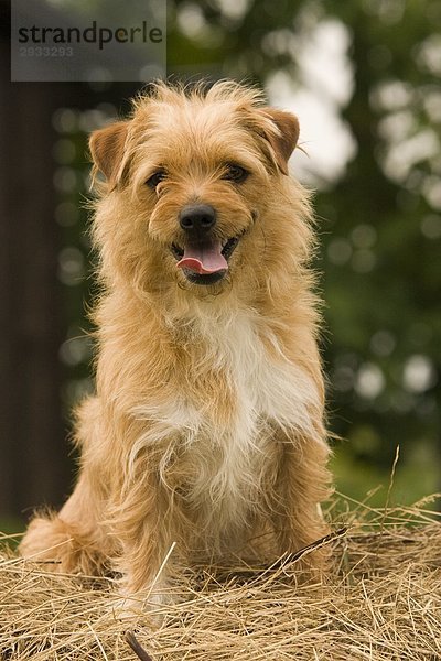 Yorkshire Terrier  Porträt