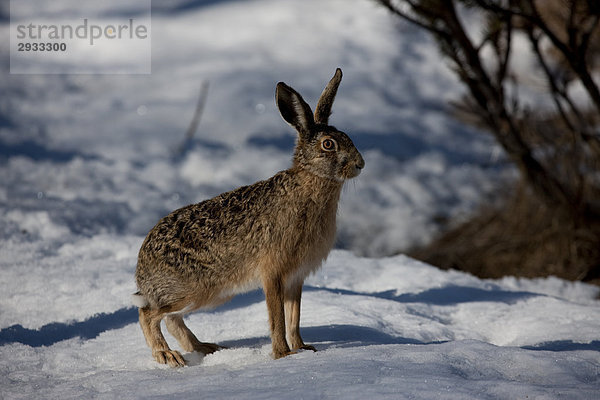 Feldhase  Lepus capensis