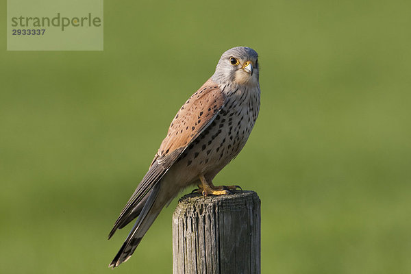 Turmfalke (Falco tinnunculus)  Ganzansicht