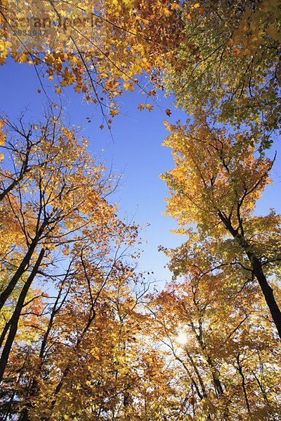 View of sugar maple trees in fall  Bas-Saint-Laurent region  Quebec.
