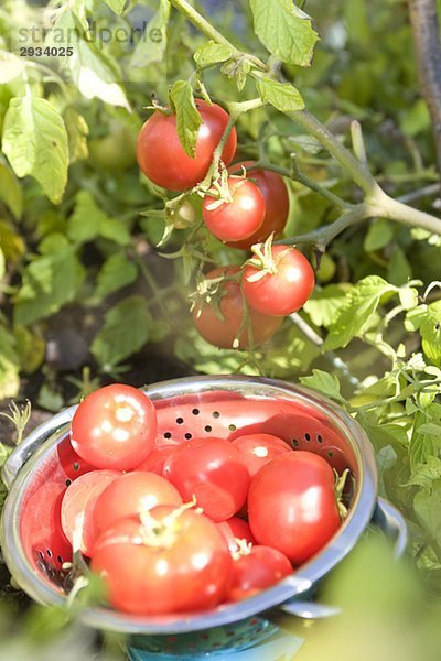 Fresh tomatoes in backyard garden  Winnipeg  Canada