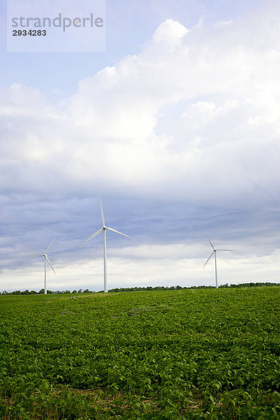Three wind turbines in field  Tiverton  Bruce Peninsula  Ontario