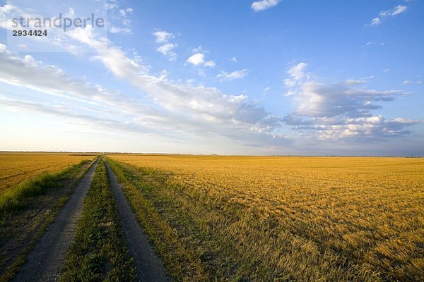 Trail in stubble field  Saskatchewan