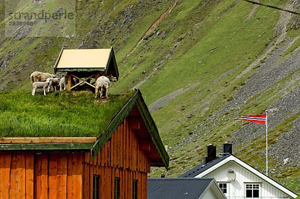 Dach Schaf Ovis aries Insel Lofoten