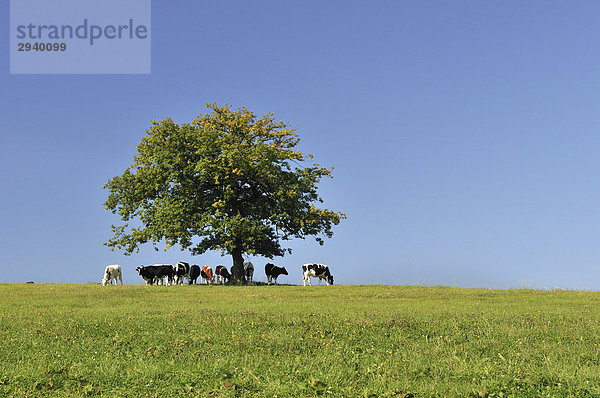 Baum und Kühe auf grüner Wiese vor blauem Himmel  Eifel  Nordrhein-Westfalen  Deutschland  Europa